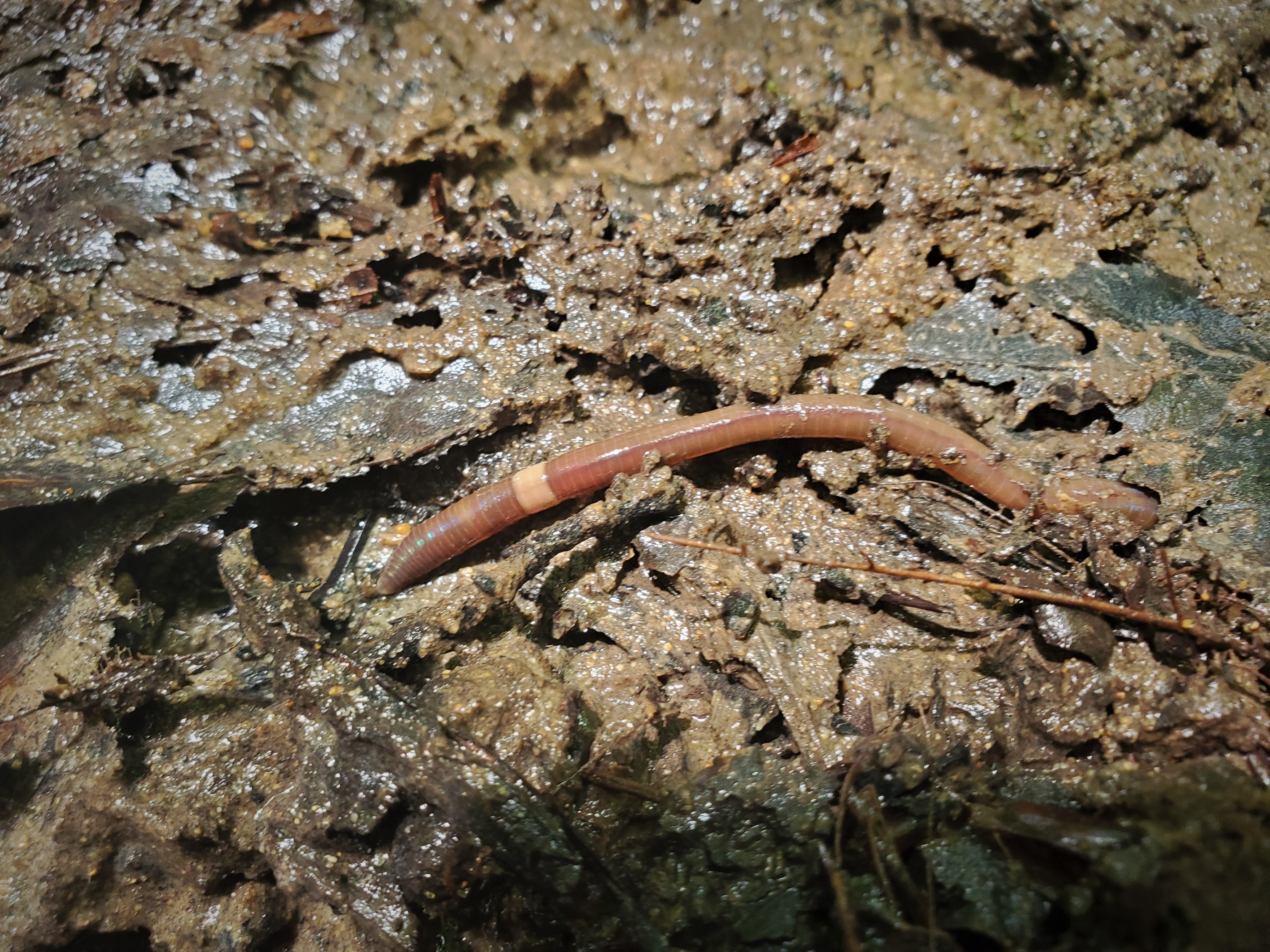 A red worm crawling through wet soil and leaf litter.